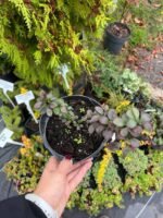 Барбарис Ред Чіф С1,5 - Зображення 2