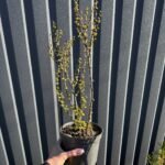 Барбарис Марія С2 - Зображення 3