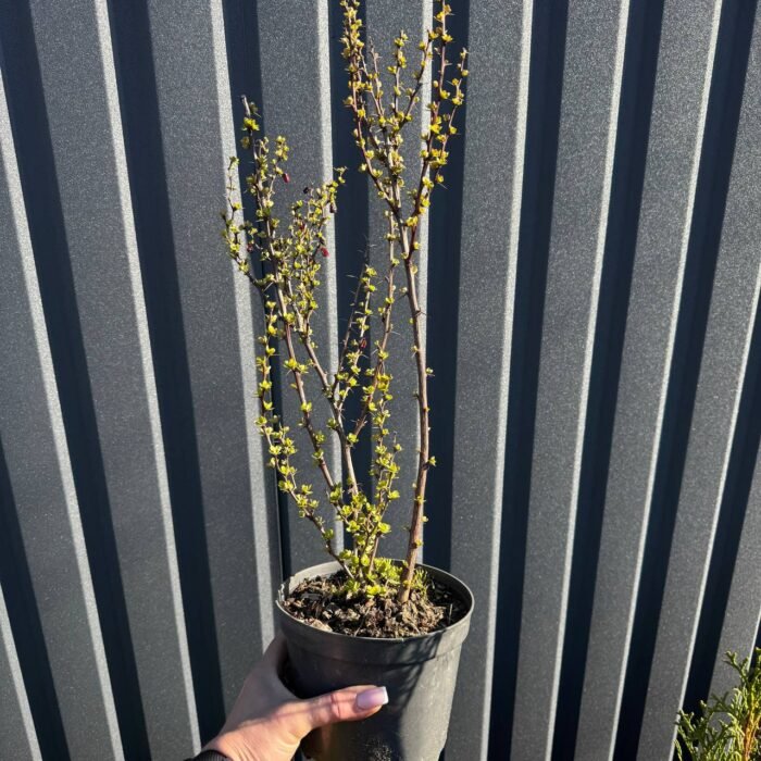 Барбарис Марія С2 - Зображення 3