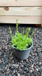 Ломикамінь (саксіфрага) білий Вайт Стар 0,3 л - Зображення 3