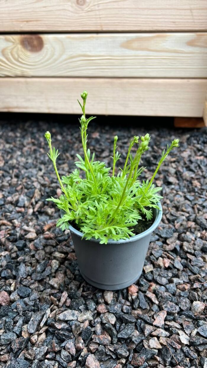 Ломикамінь (саксіфрага) білий Вайт Стар 0,3 л - Зображення 3