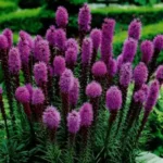 Ліатрис колосистий Florisant Violett C2