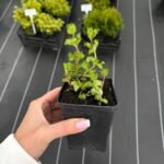 М'ята кучерява Кріспа