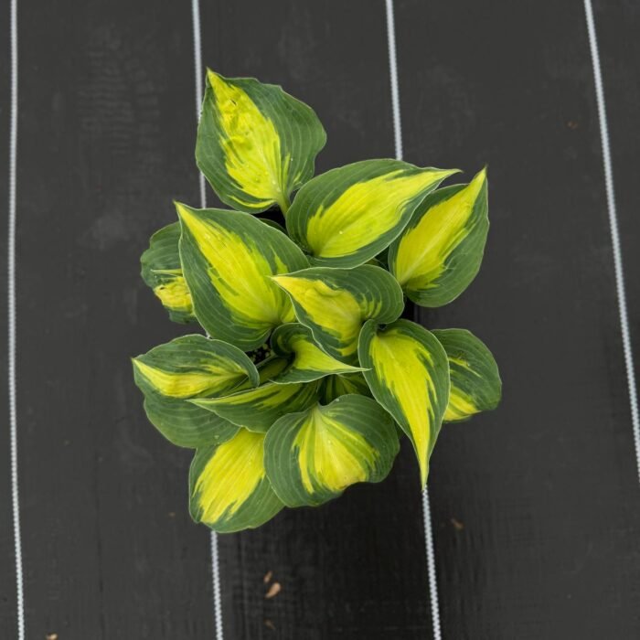 photo_2025-05-05_17-39-41 Хоста Grand Marquee C3 - Зображення 1