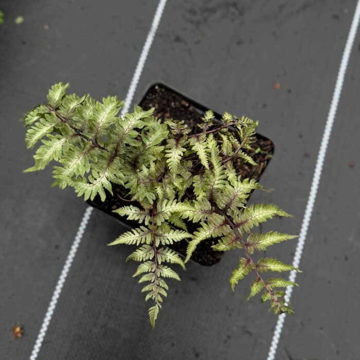 photo_2025-05-05_18-06-11 Безщитник ніпонський Метелікум (папороть) С1 - Зображення 1