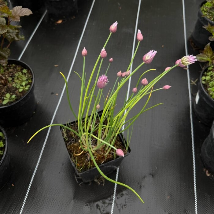 Аліум Шнітт-цибуля Allium C1 - Зображення 3