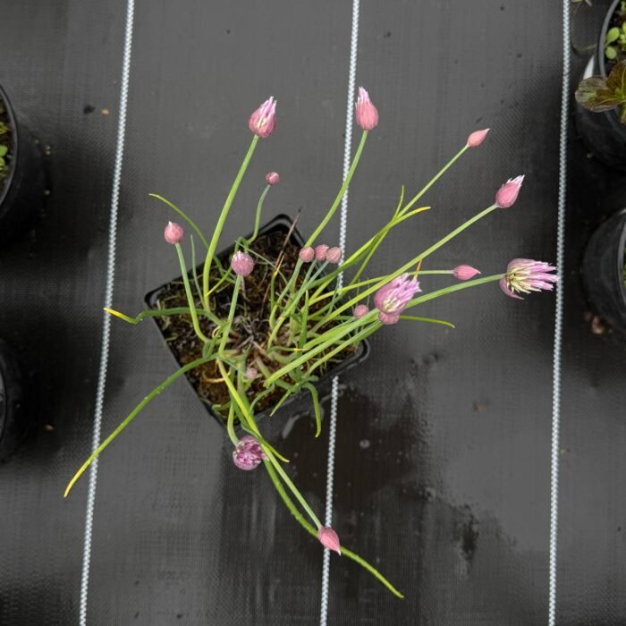 Аліум Шнітт-цибуля Allium C1 - Зображення 2