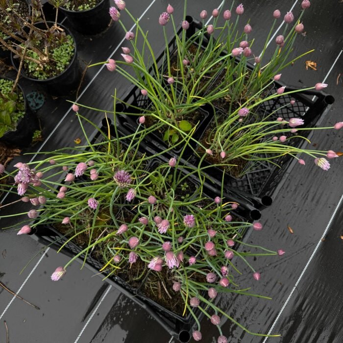 Аліум Шнітт-цибуля Allium C1 - Зображення 1