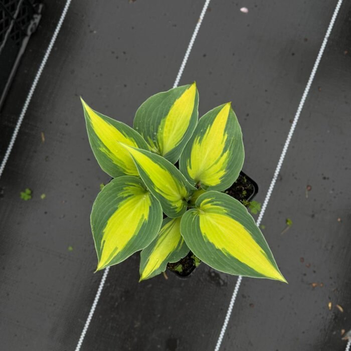 photo_2025-05-05_18-40-50 Хоста Сatherine С3 - Зображення 1