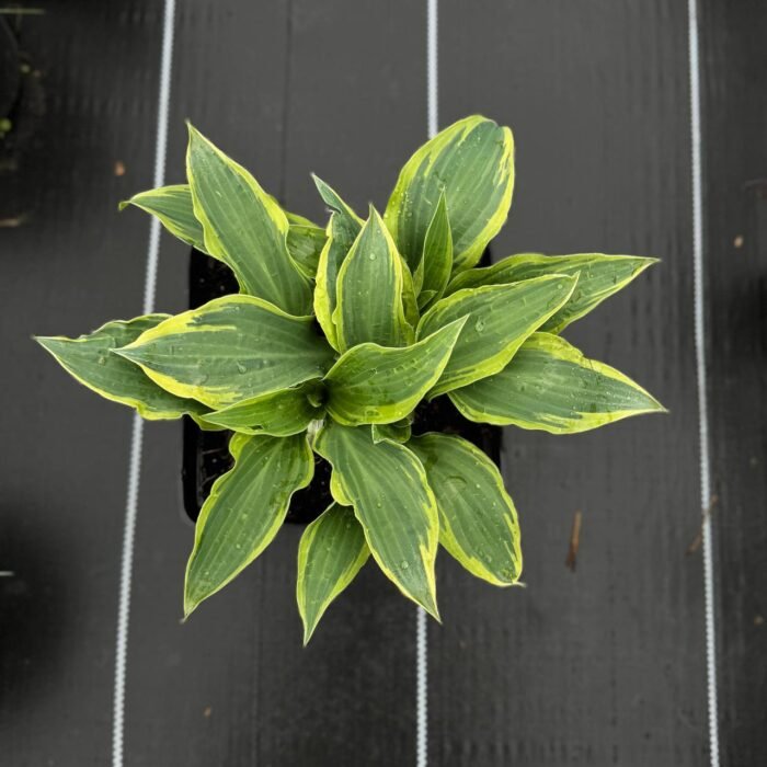 photo_2025-05-05_18-50-29 Хоста Lakeside Dragonfly C3 - Зображення 1