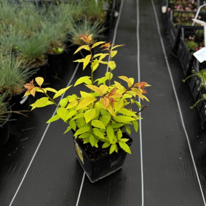 Спірея японська Голдфлейм  Goldflame С5 - Зображення 2