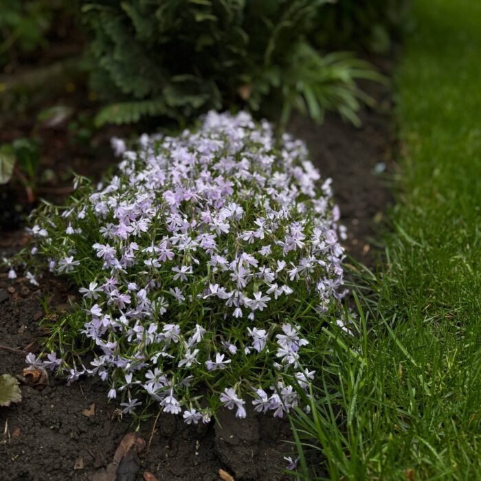 photo_2025-05-05_19-36-52 флокс шиловидний emerald cushion blue С1 - Зображення 1