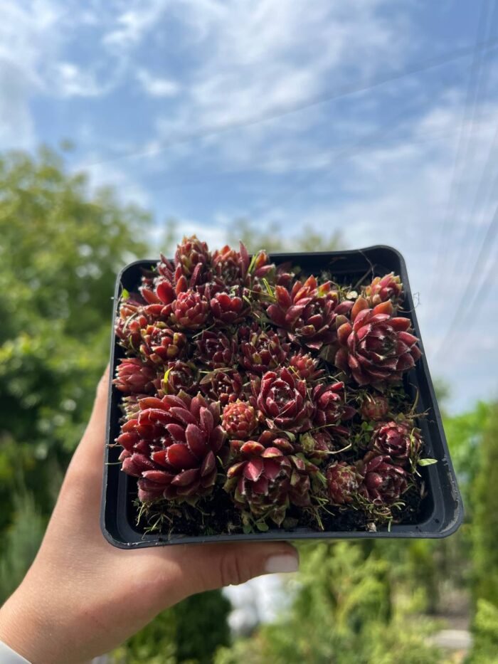 photo_2025-05-15_12-02-59 Молодило 'Silberkarneol' С1 - Зображення 1