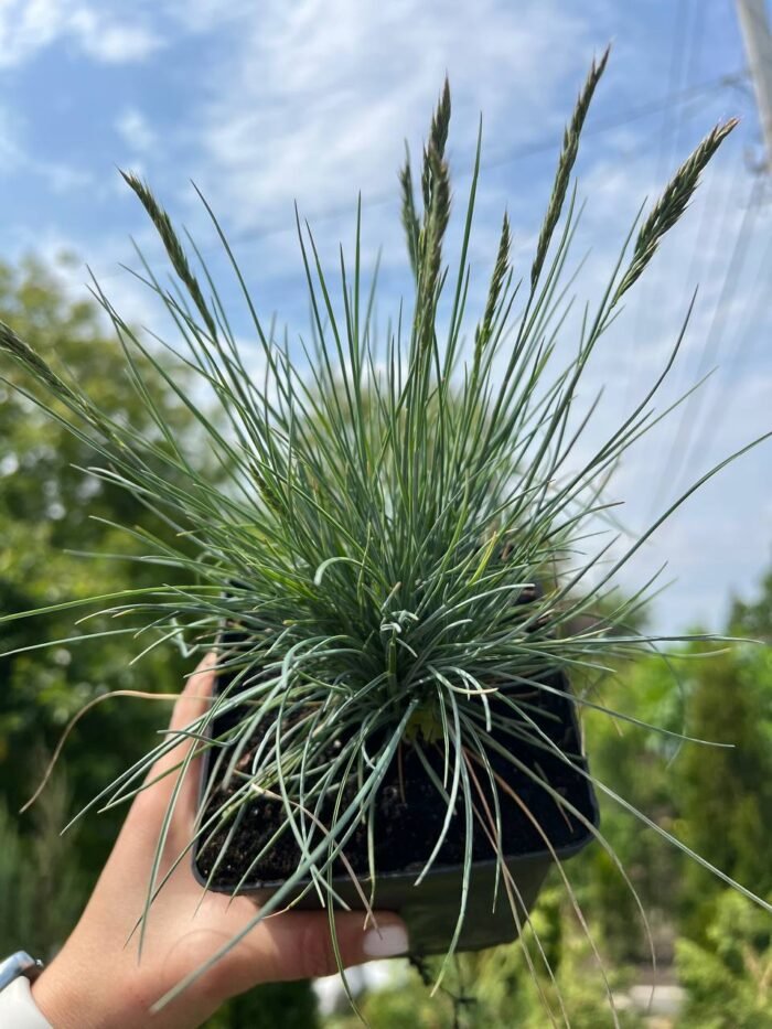 photo_2025-05-15_12-03-07 Вівсяниця сиза Elijah Blue С1 - Зображення 1