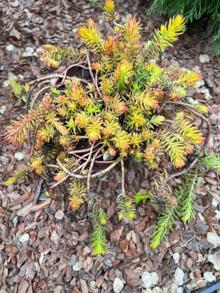 photo_2025-05-15_12-51-03 Очиток 'Angelina' С1 - Зображення 1