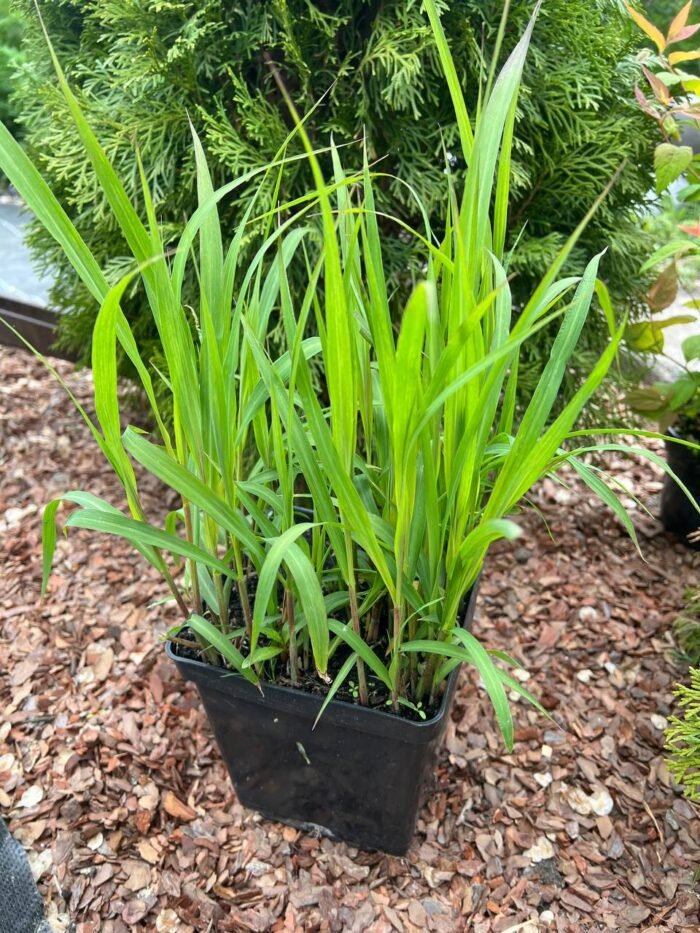 photo_2025-05-15_12-51-12 Міскантус китайський Purpurascens С3 - Зображення 1