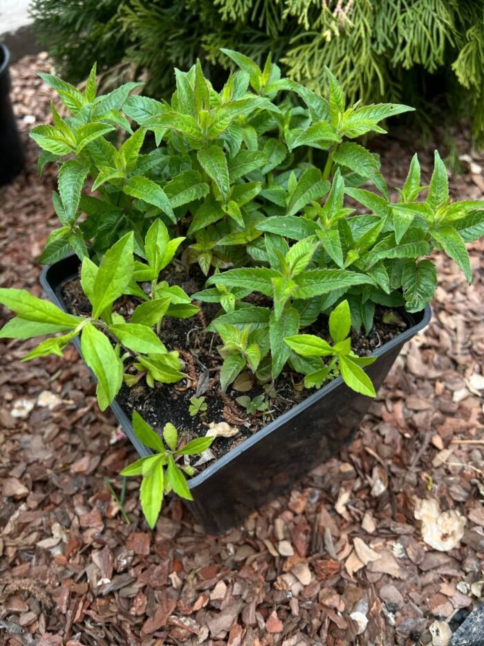 Монарда Pardon My Purple C2 - Зображення 2