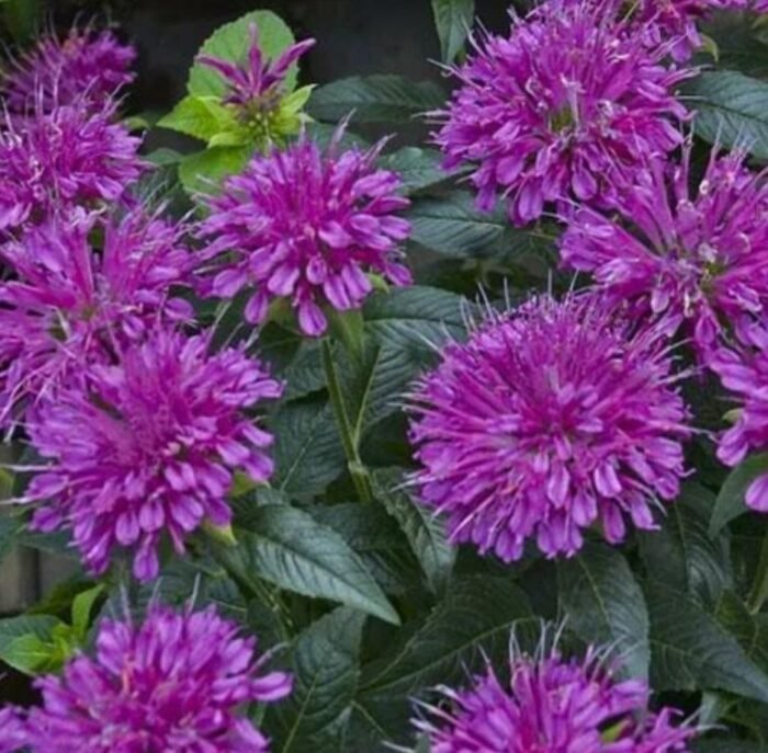 Монарда Pardon My Purple C2 - Зображення 1