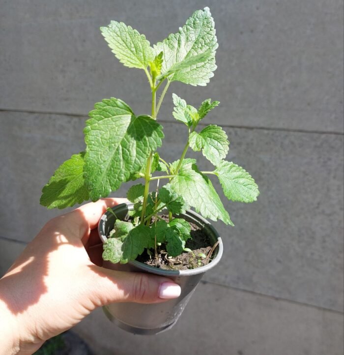 photo_2025-05-21_11-05-20 М'ята - Зображення 1