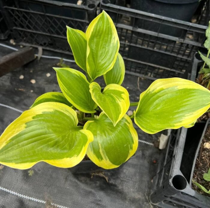 photo_2025-05-22_12-55-40 Хоста Queen Josephine С3 - Зображення 1