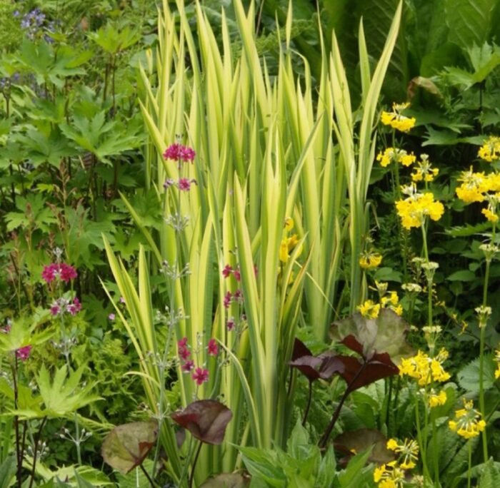 photo_2025-05-23_17-46-12 Ірис псевдоаїровий "Variegata" (С3) - Зображення 1