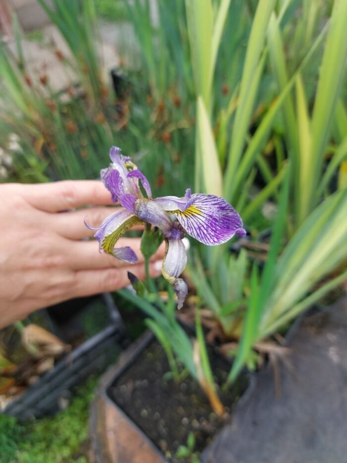 photo_2025-05-29_11-15-35 Ірис різнобарвний Gerald Darby C3 - Зображення 1