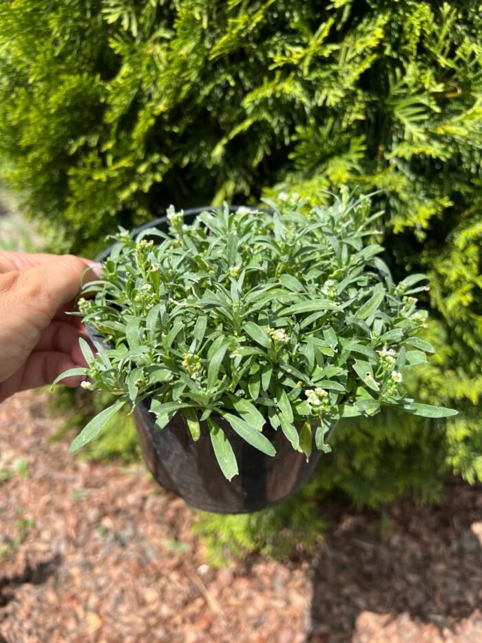 photo_2025-07-11_11-46-28 Алісіум - Зображення 1