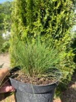 Костриця червона - Зображення 2