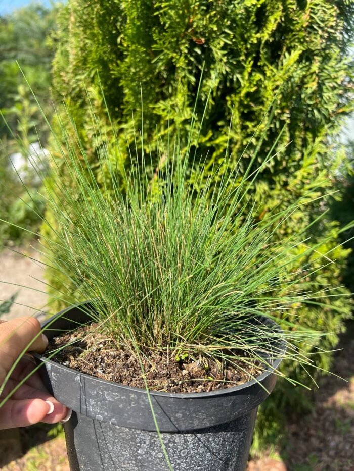 Костриця червона - Зображення 2