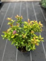 Спірея японська Голдфлейм  Goldflame С5