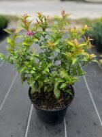 Спірея японська Голдфлейм  Goldflame С5 - Зображення 3