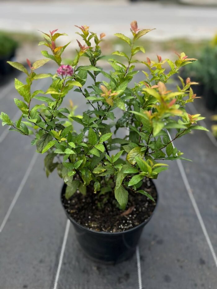 Спірея японська Голдфлейм  Goldflame С5 - Зображення 3