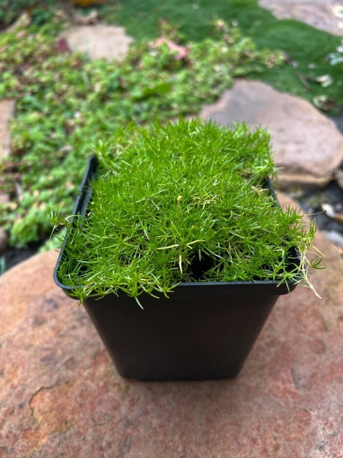 Ірландський мох \ мшанка 1 л - Зображення 3