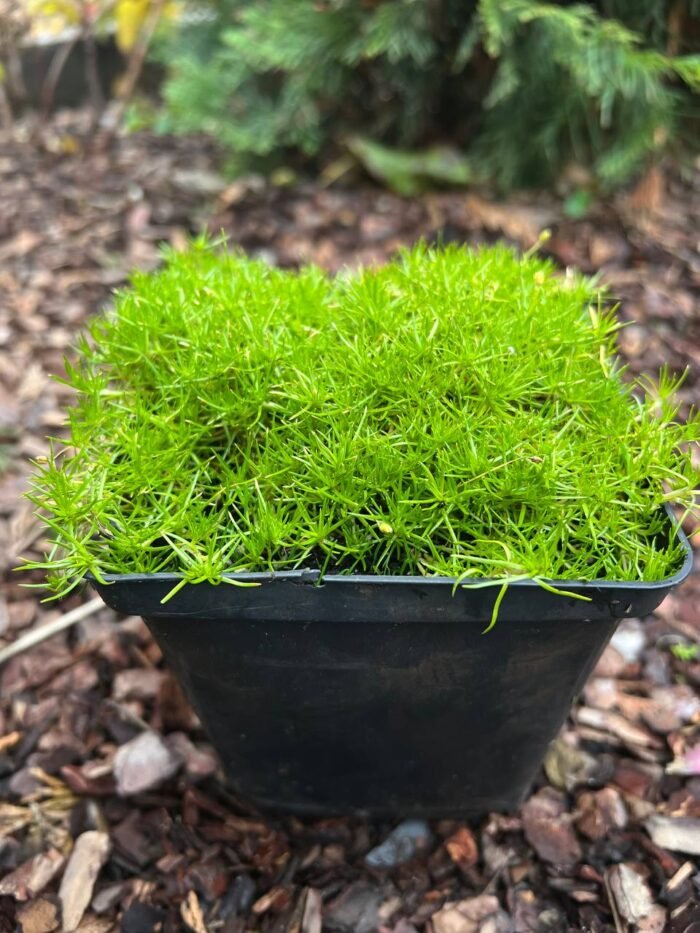 photo_2025-11-04_15-39-38 Ірландський мох \ мшанка 1 л - Зображення 1