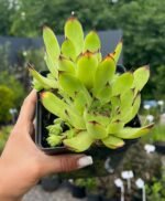 Молодило Sempervivum tectorum С1