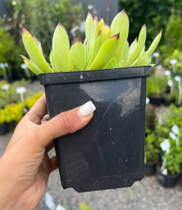 Молодило Sempervivum tectorum С1 - Зображення 2