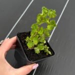 М'ята кучерява Кріспа - Зображення 2