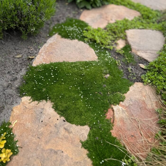 Ірландський мох \ мшанка 1 л - Зображення 2