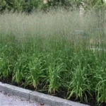 Молінія Віндшпіль