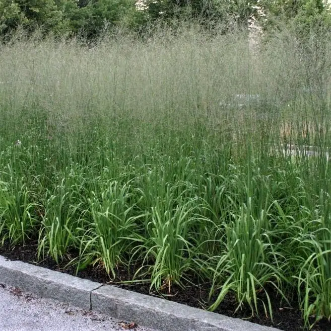 3526359327_w640_h640_3526359327 Молінія Віндшпіль - Зображення 1