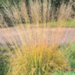 Молінія Віндшпіль - Зображення 2