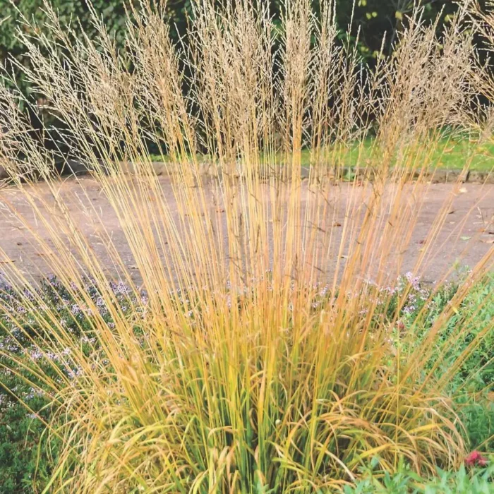 Молінія Віндшпіль - Зображення 2