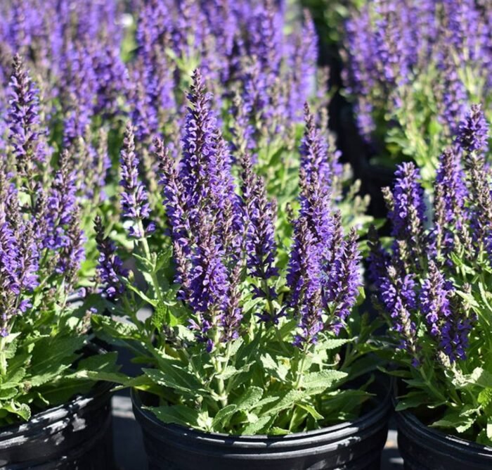 photo_2025-06-09_11-40-39 Шавлія дібровна 'Marcus' карликова - Зображення 1