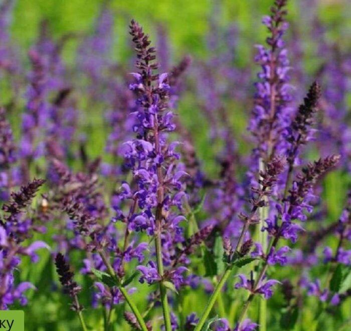 photo_2025-06-09_11-55-32 Шавлія дібровна 'Negrito' синьо-фіолет - Зображення 1