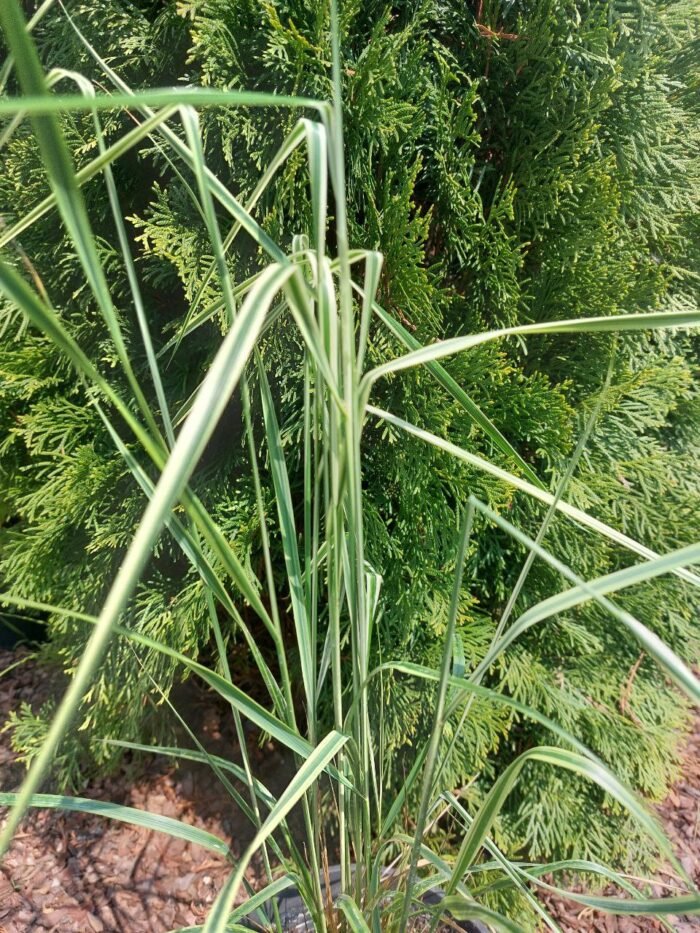 Куничник (війник) варієгатний - Зображення 2