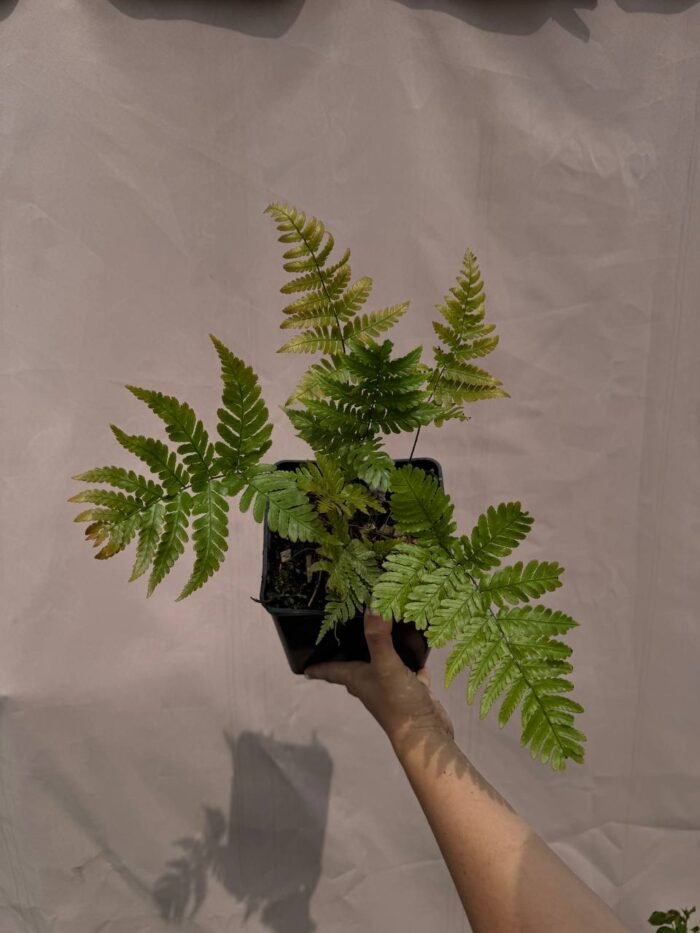 photo_2025-06-11_20-09-32 Щитник червоносорусовий 'Prolifica' (папороть) С1 - Зображення 1