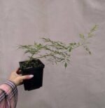 Таволжник звичайний Кнеіфі - Зображення 2