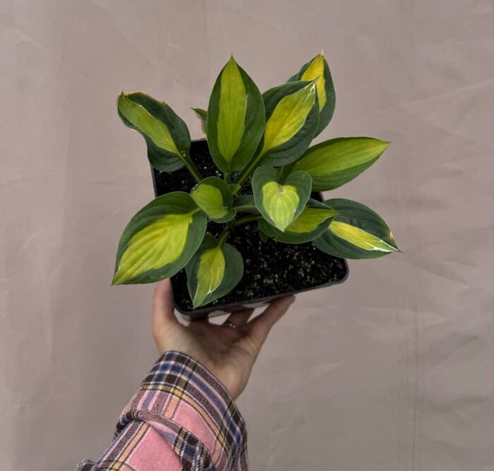 photo_2025-06-11_20-10-10 Хоста Delta Dawn С3 - Зображення 1