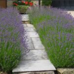 Лаванда Хідкот (Hidcote) C3 - Зображення 2