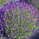Лаванда Хідкот (Hidcote) C3